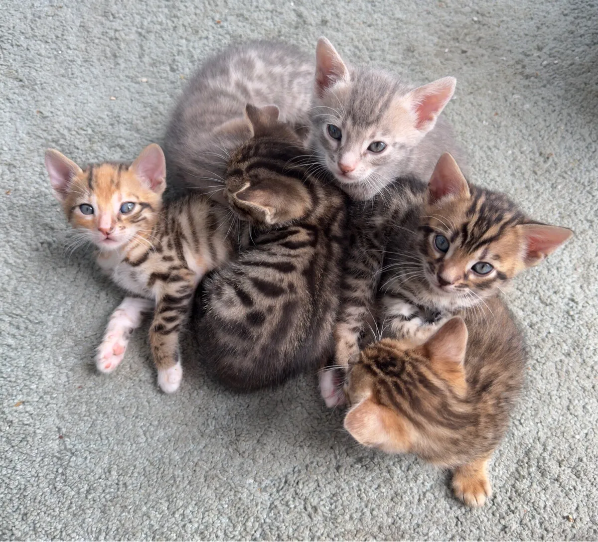 Mix Bengal Kittens - Image 3