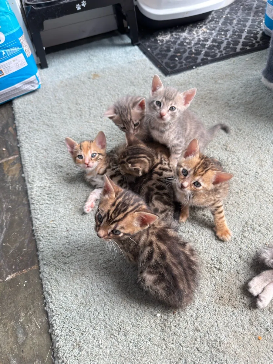 Mix Bengal Kittens - Image 4