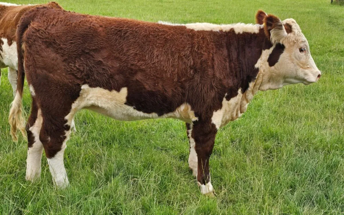 Pedigree Hereford Heifers for Sale - Image 3