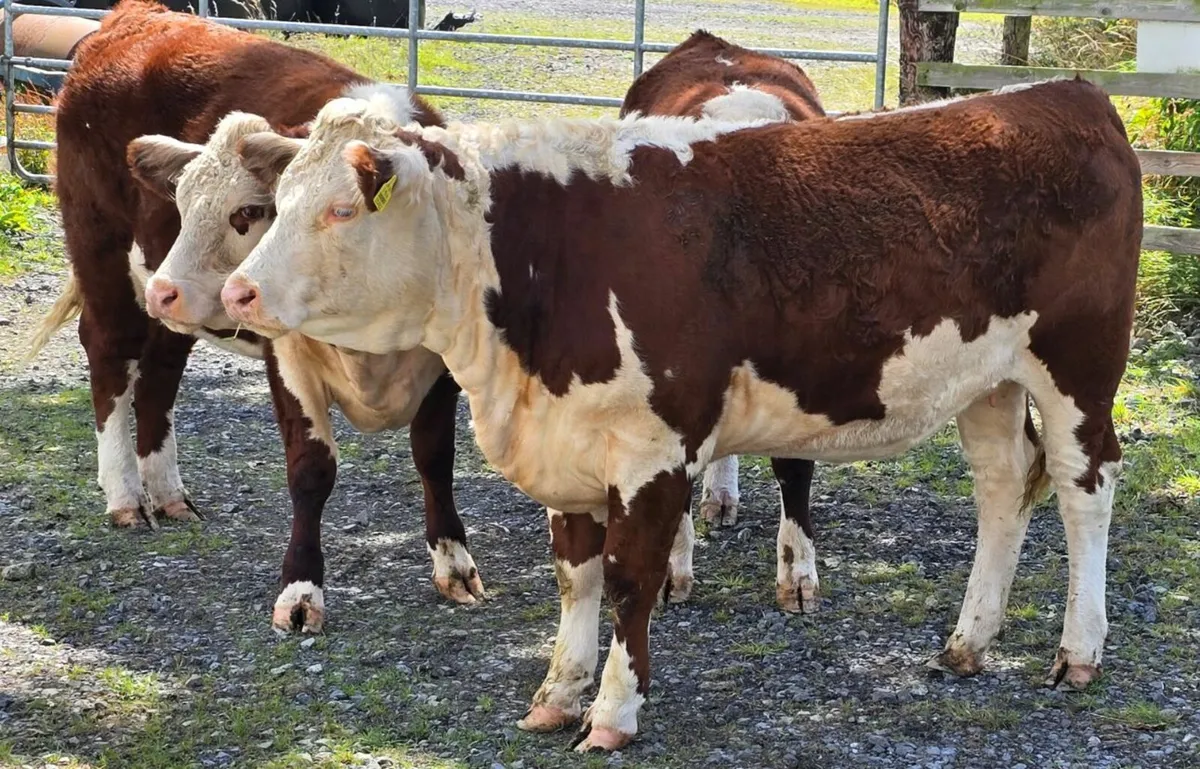 Pedigree Hereford Heifers for Sale - Image 4