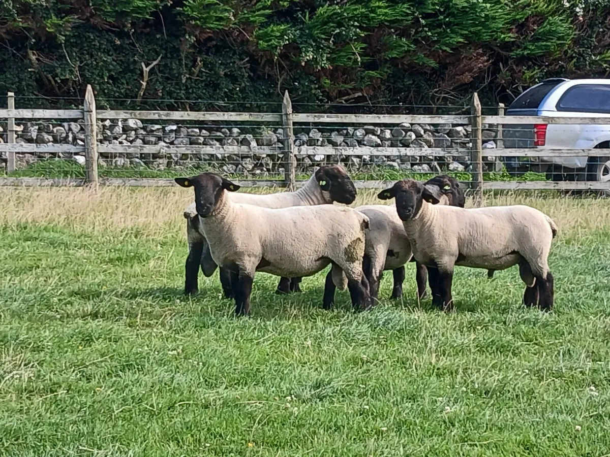 12 Suffolk hoggot rams - Image 1