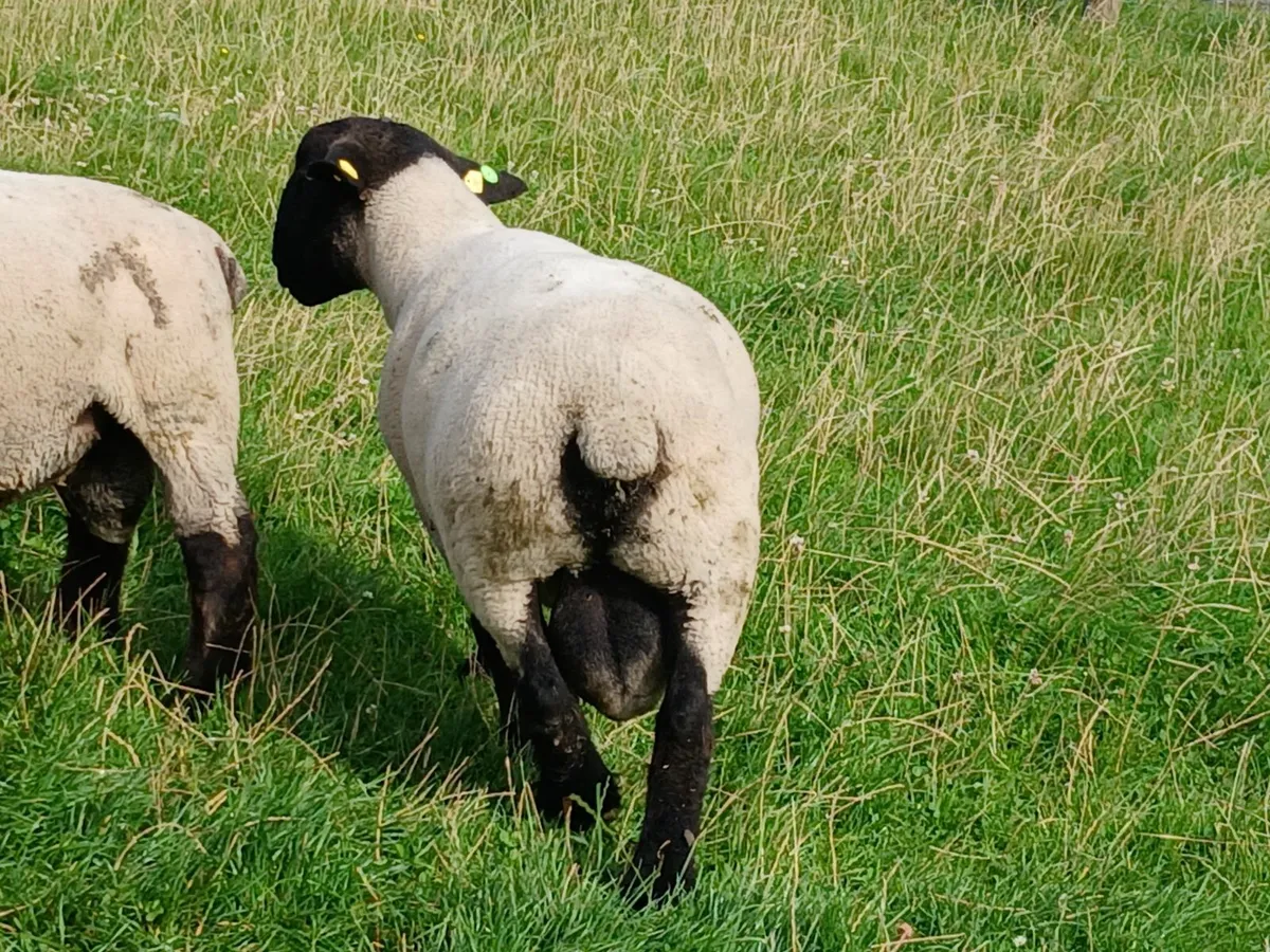 12 Suffolk hoggot rams - Image 2