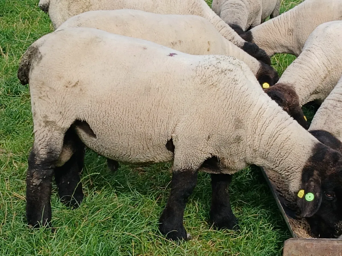 12 Suffolk hoggot rams - Image 3