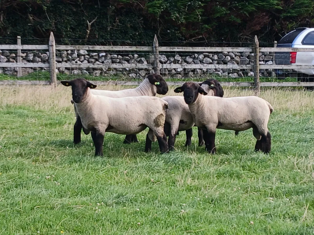 12 Suffolk hoggot rams - Image 4