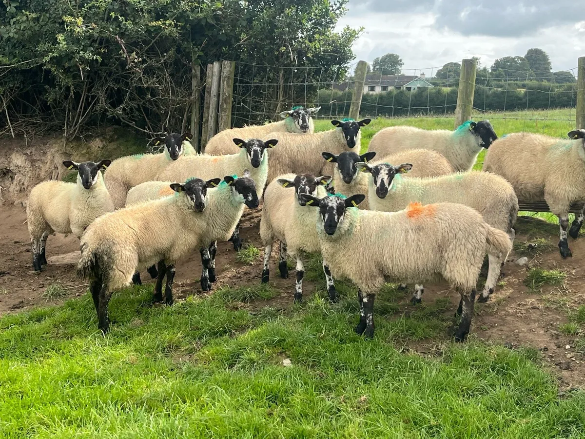 Suffolk ewe lambs - Image 1