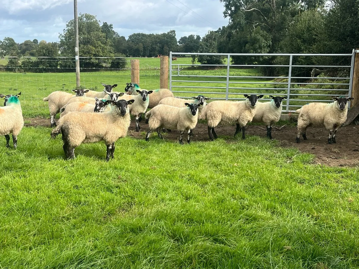 Suffolk ewe lambs - Image 2