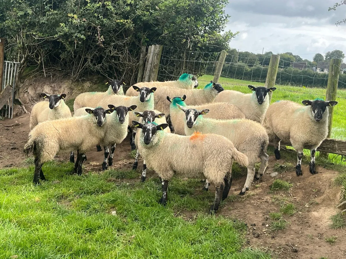 Suffolk ewe lambs - Image 3