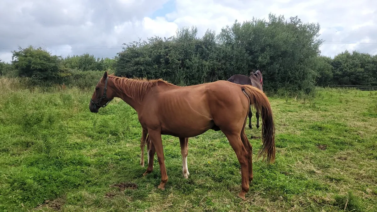 Mare and foal - Image 1