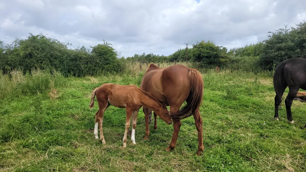 Mare and foal - Image 2