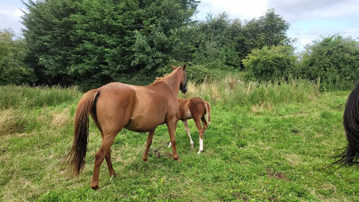 Mare and foal - Image 3