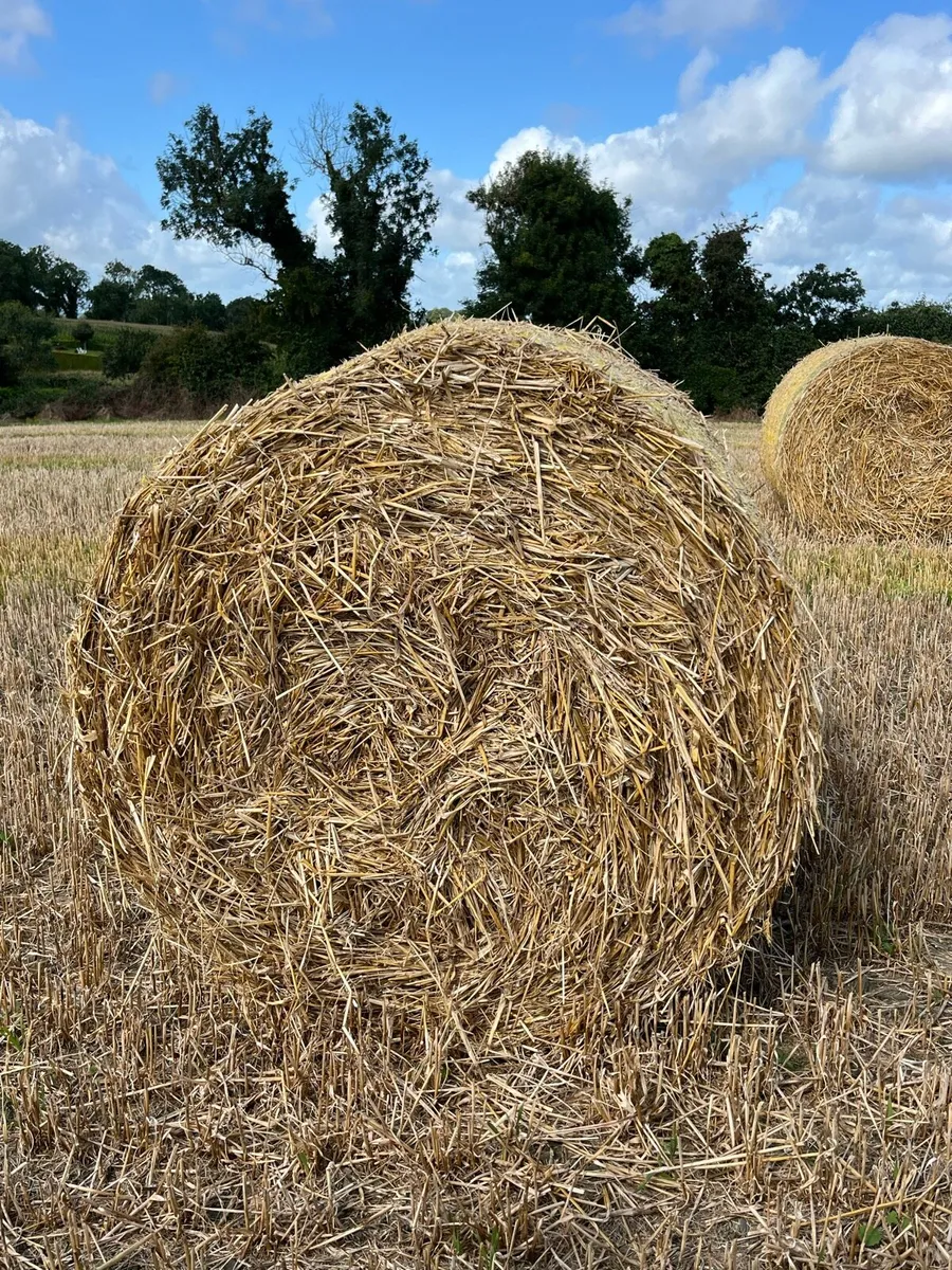 Barley straw - Image 2