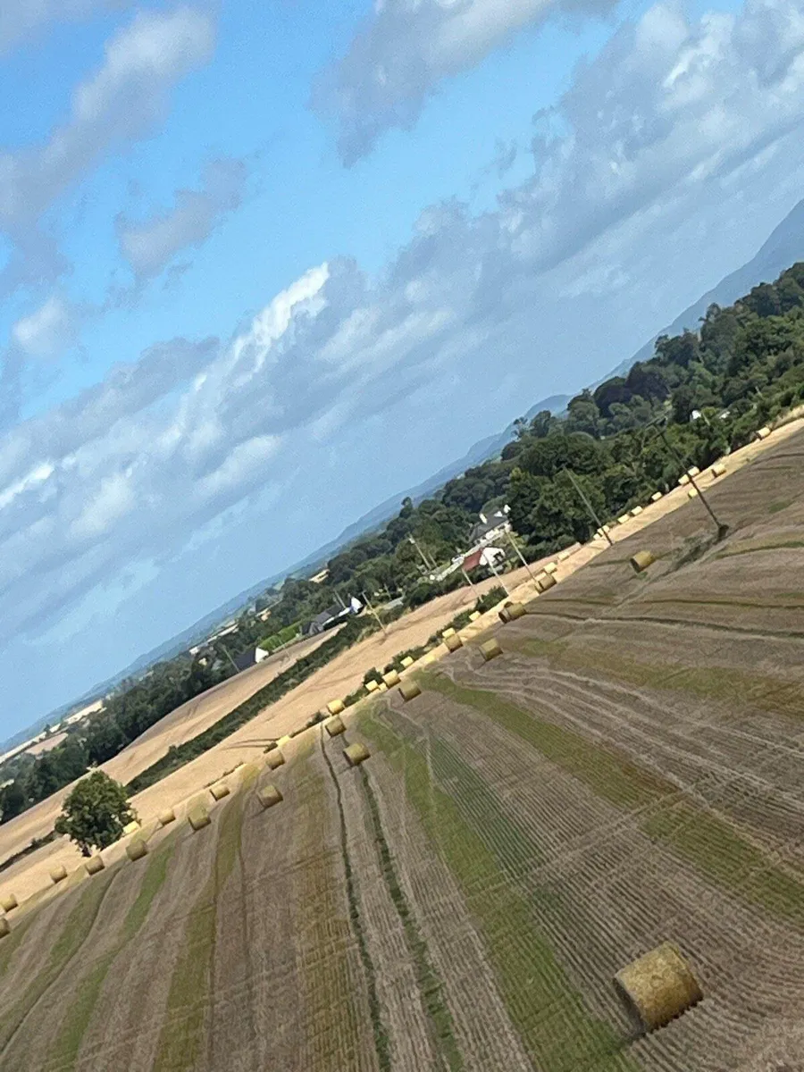 Barley straw - Image 3