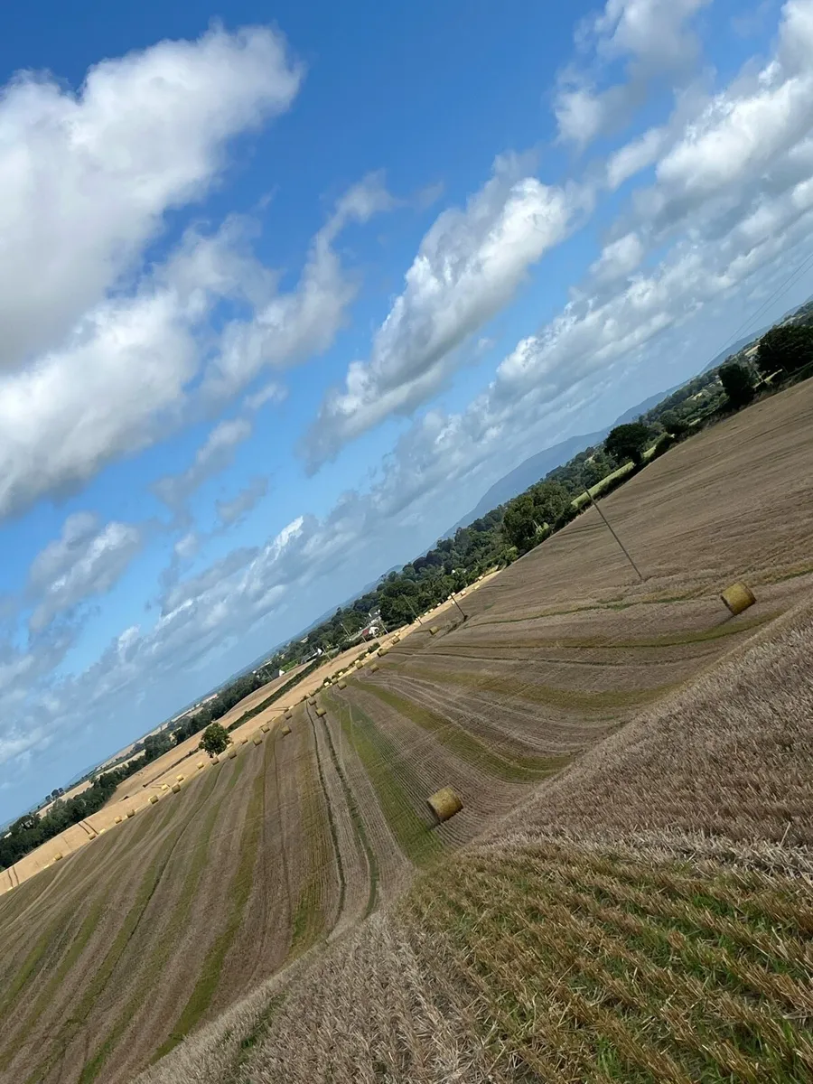 Barley straw - Image 4