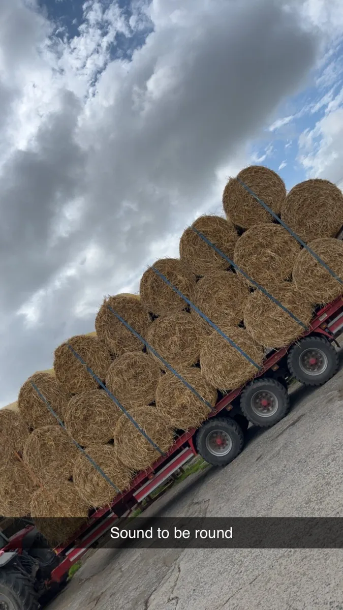 Barley straw - Image 1