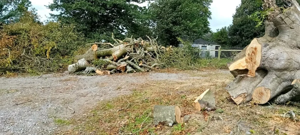 Beach wood - Image 1