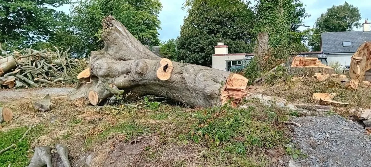 Beach wood - Image 4