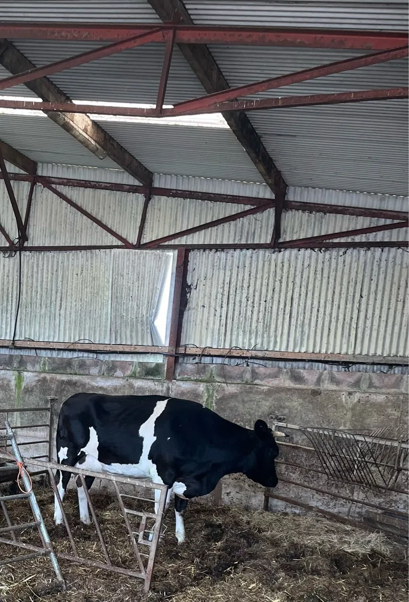 Cow and calf - Image 1