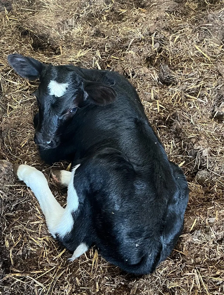 Cow and calf - Image 2