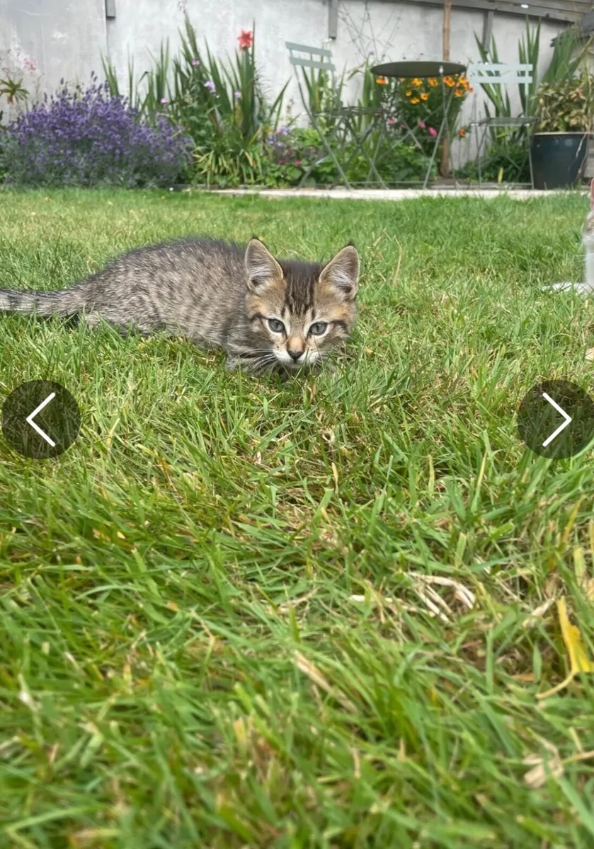 Pepper the sweet kitten ( price is negotiable) - Image 1