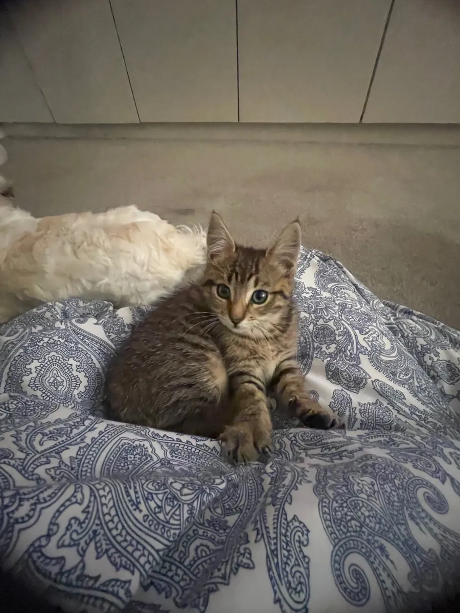 Pepper the sweet kitten ( price is negotiable) - Image 3