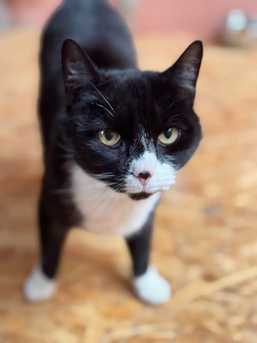 Black & White Cat - Image 1