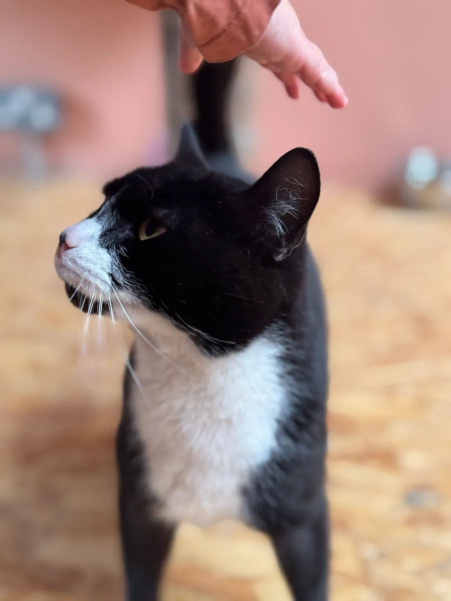 Black & White Cat - Image 2