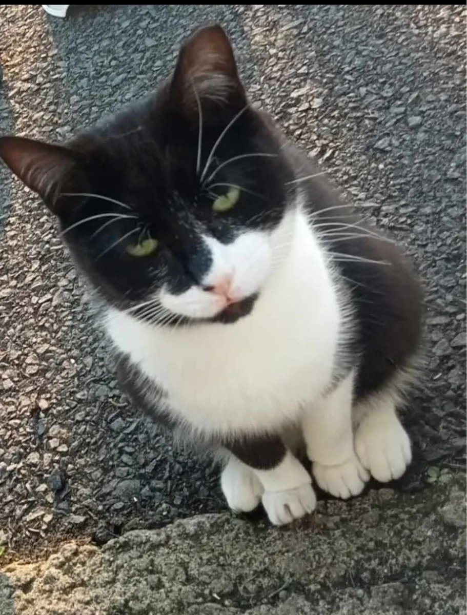 Black & White Cat - Image 3