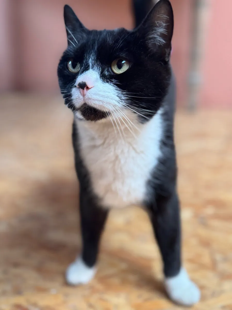 Black & White Cat - Image 4