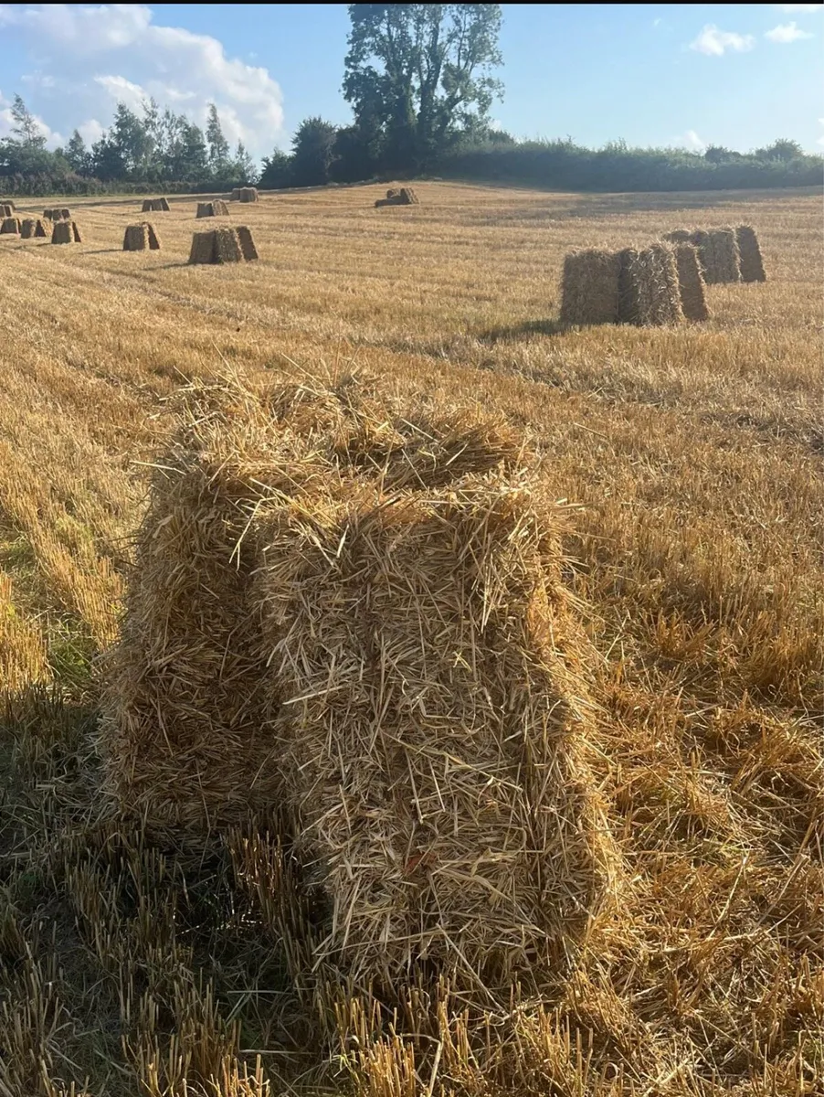Small Square bales of Straw - Image 3