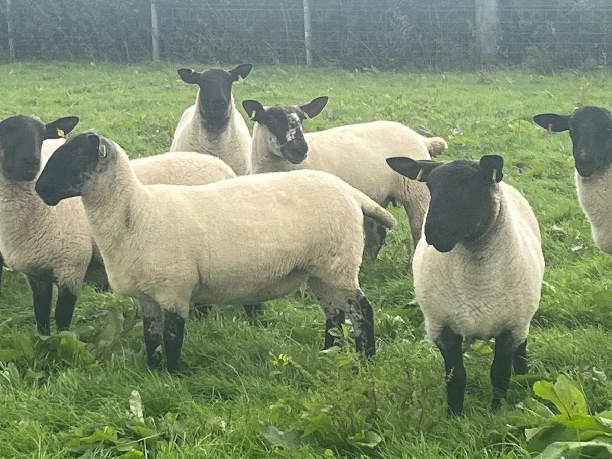 Texel & Suffolk Cheviot Hoggets - Image 2