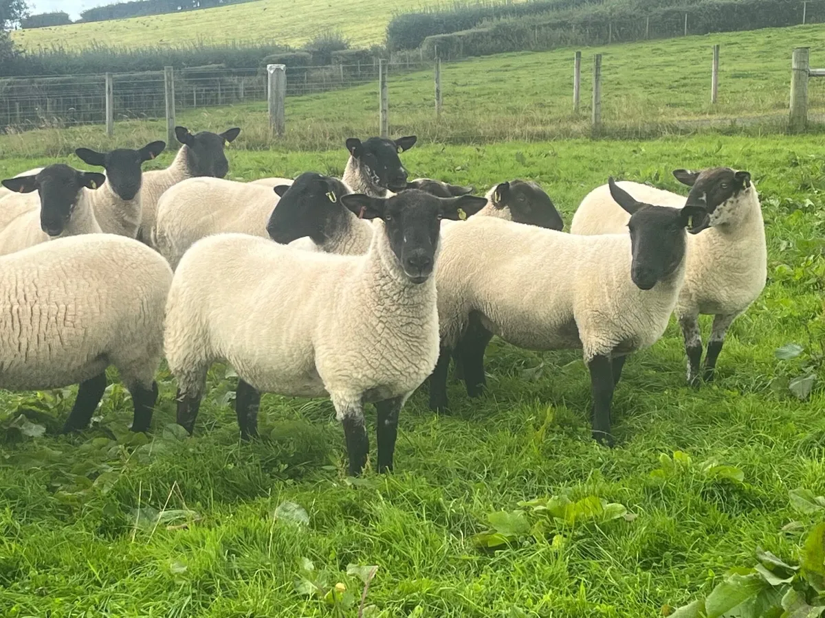 Texel & Suffolk Cheviot Hoggets - Image 3