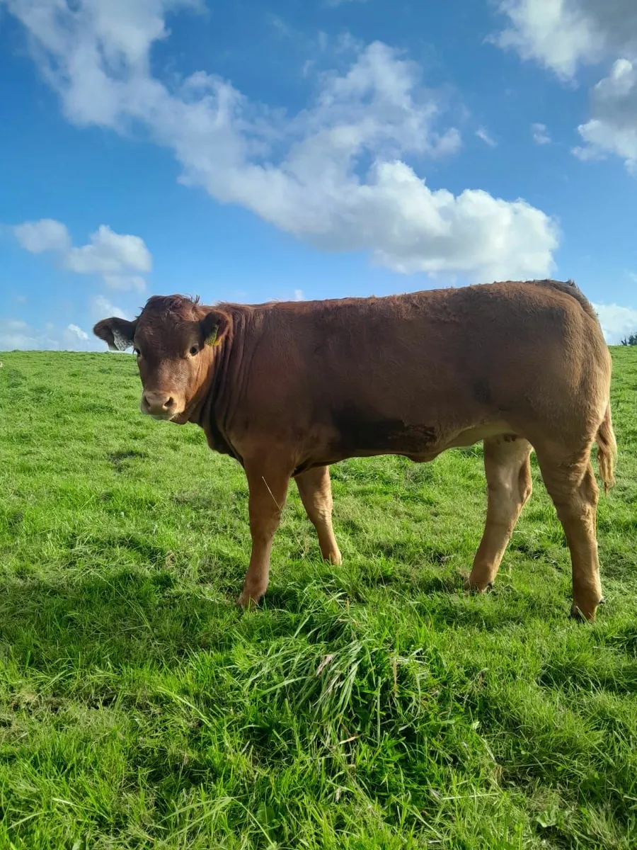 Top Quality 4 Star  Limousine Weanling Heifers - Image 1