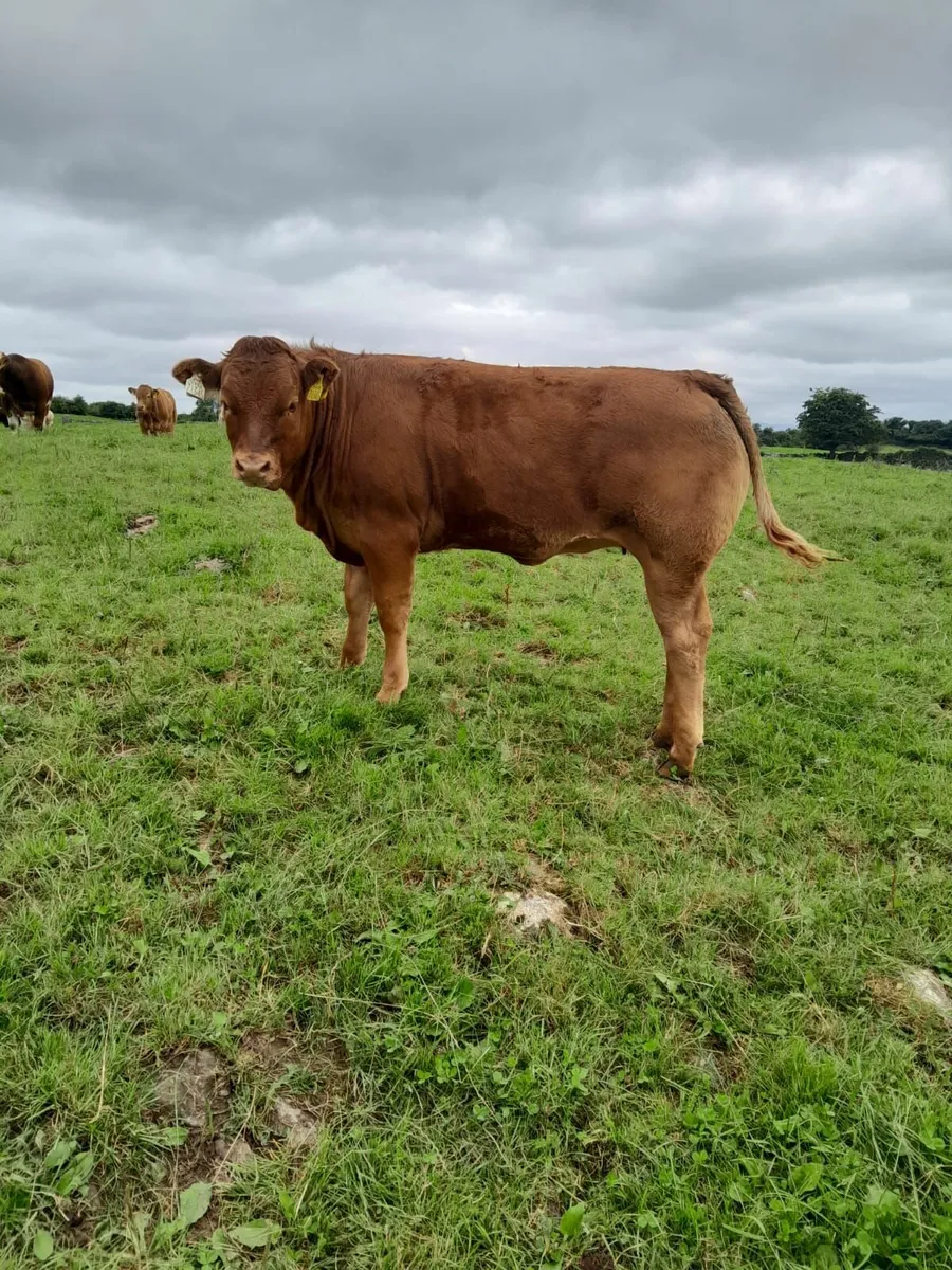 Top Quality 4 Star  Limousine Weanling Heifers - Image 2