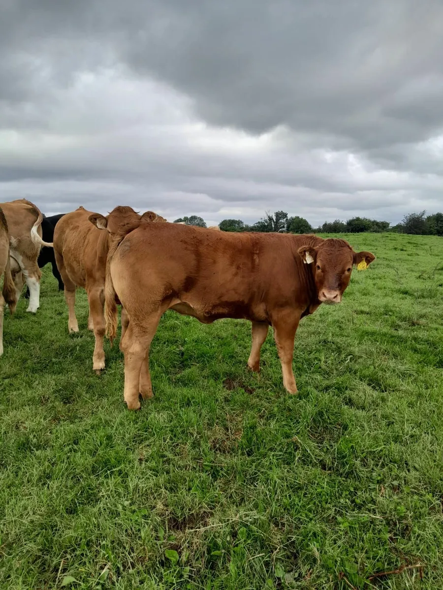 Top Quality 4 Star  Limousine Weanling Heifers - Image 3