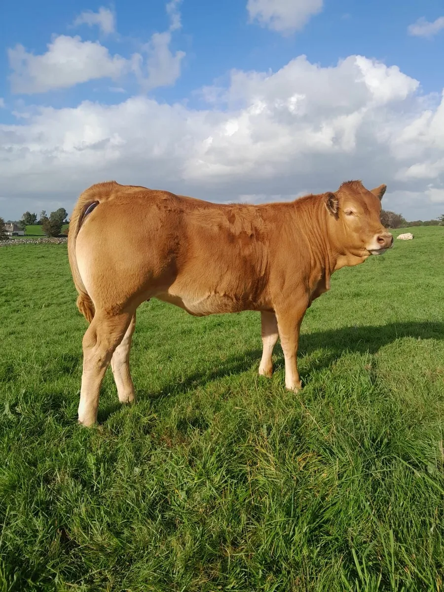 Top Quality 4 Star  Limousine Weanling Heifers - Image 4