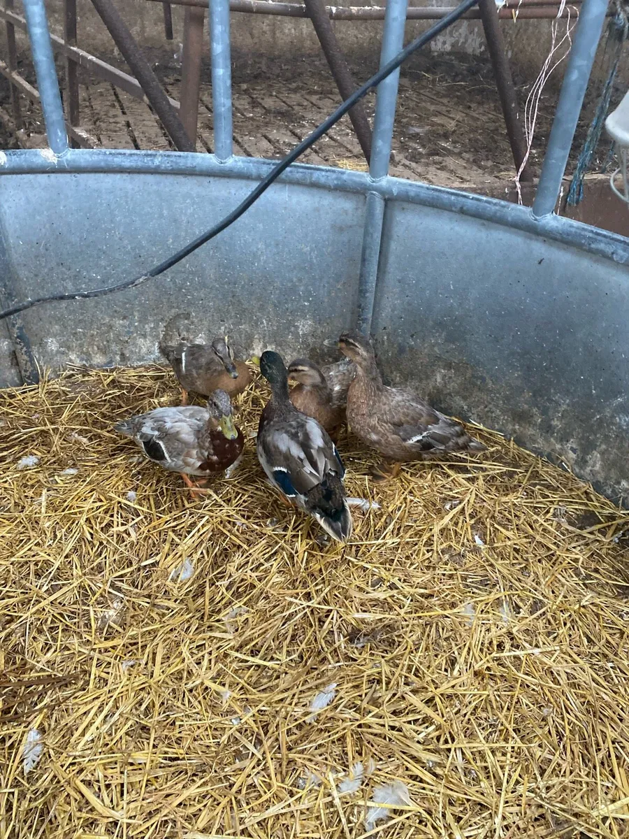 Ducks
