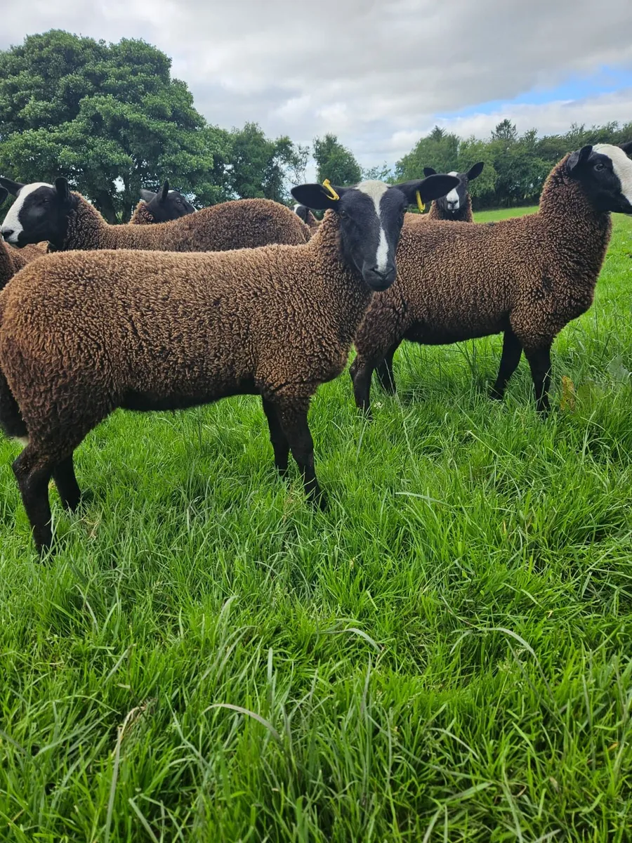 Zwartbles and dutch - Image 2
