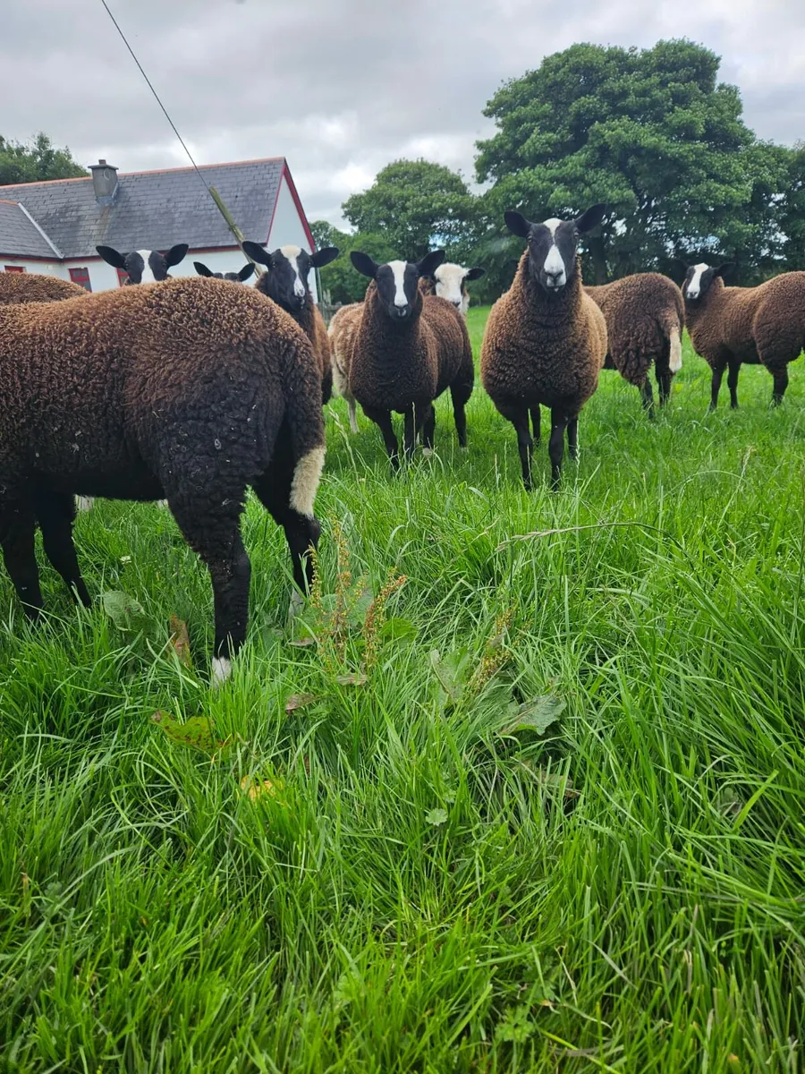 Zwartbles and dutch - Image 3