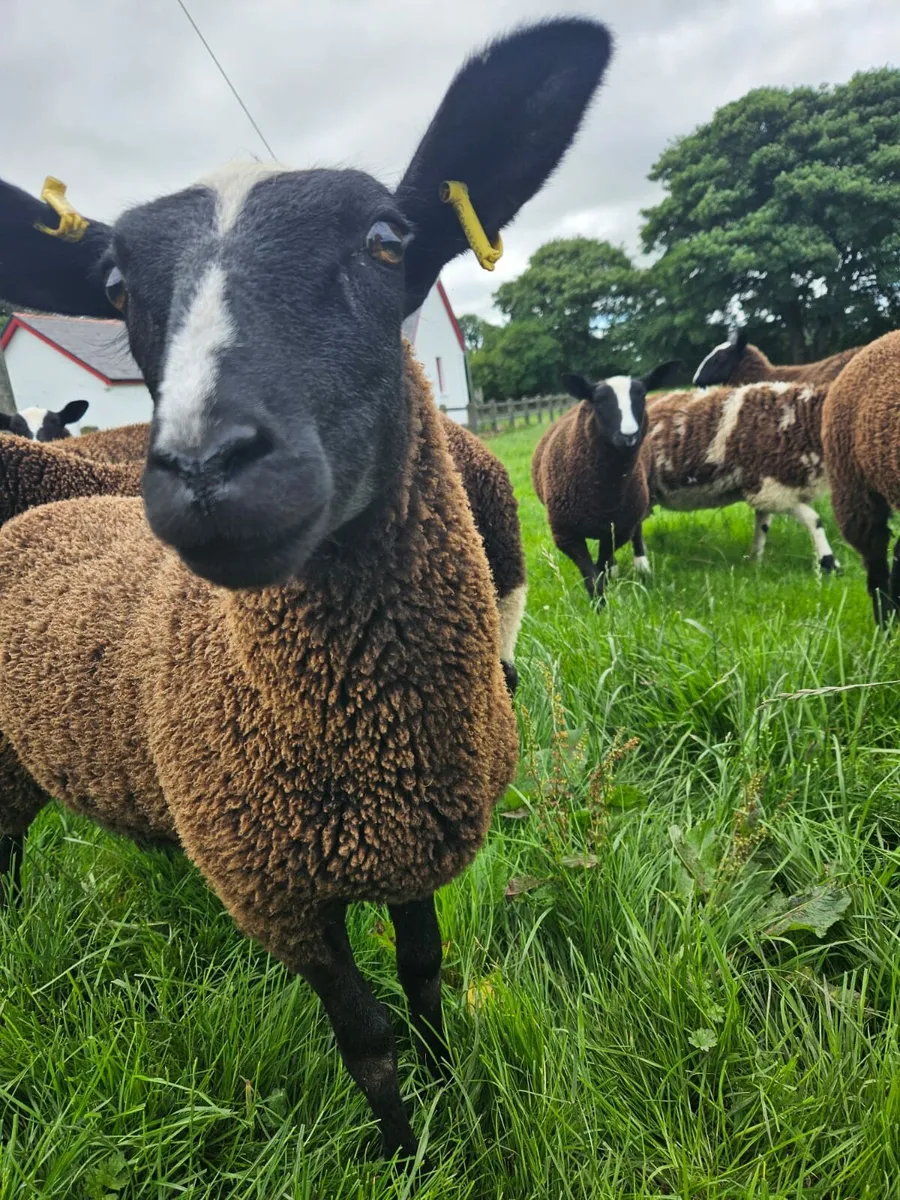Zwartbles and dutch - Image 4