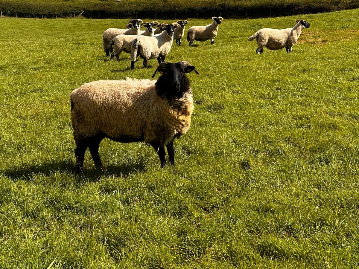 💫Mayo BlackFace Hoggs💫 - Image 1