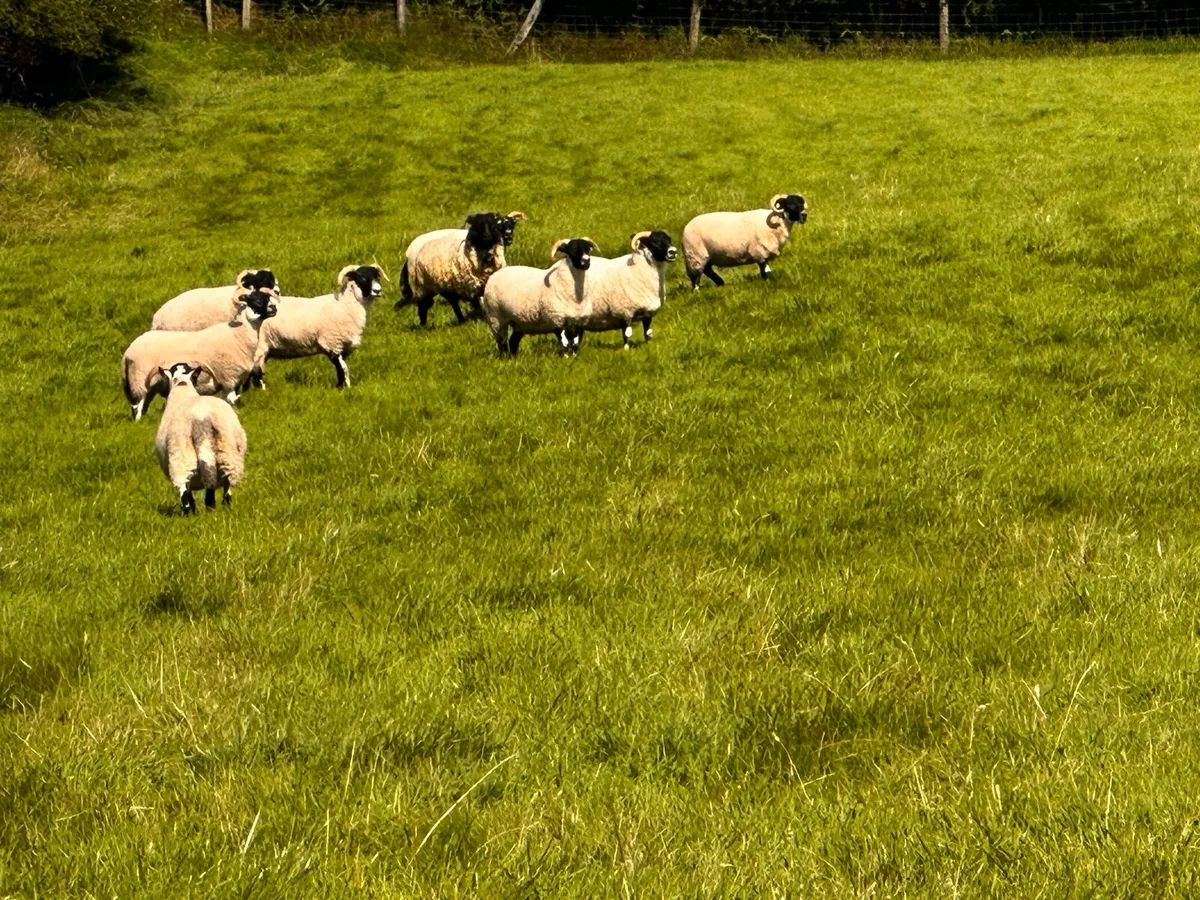 💫Mayo BlackFace Hoggs💫 - Image 3