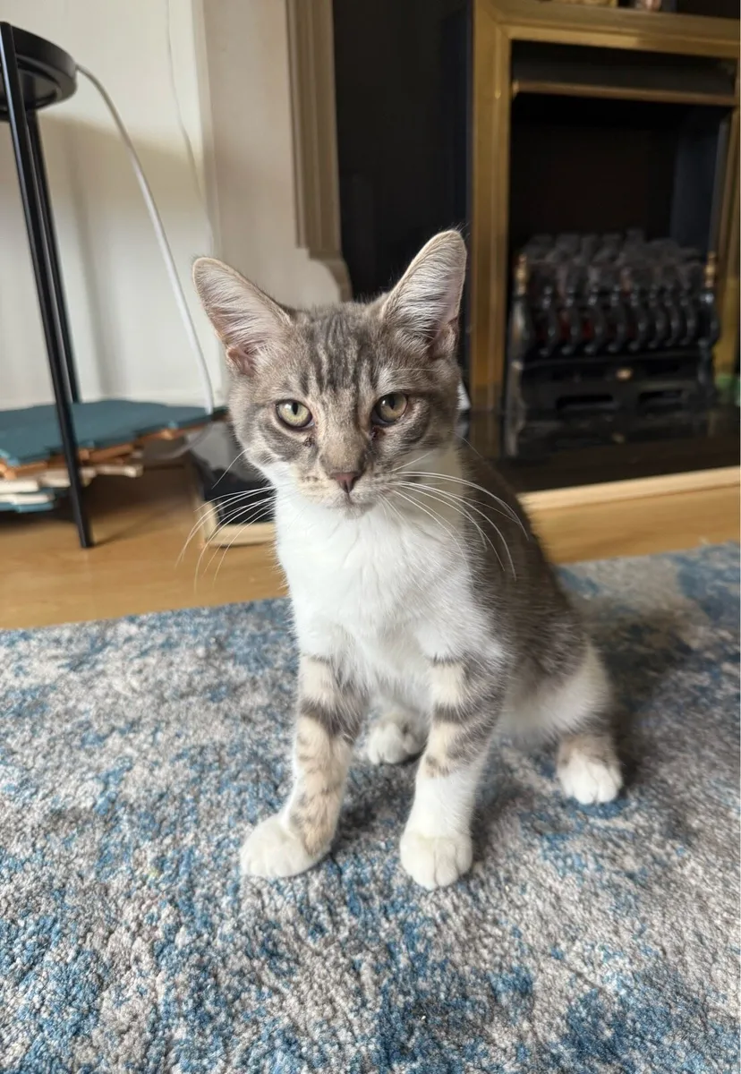 kitten - Image 1