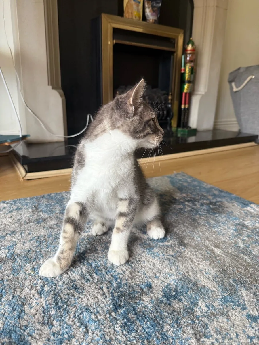 kitten - Image 2