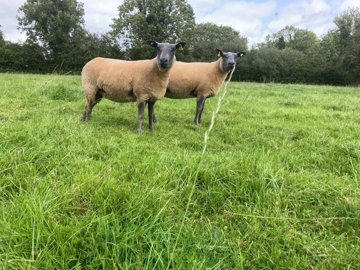 Pedigree Bleu du Maine Hoggets