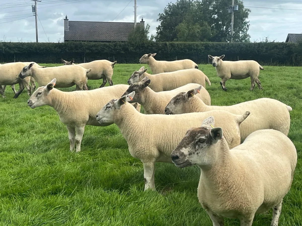 Texel & Suffolk Cheviot Hoggets - Image 1