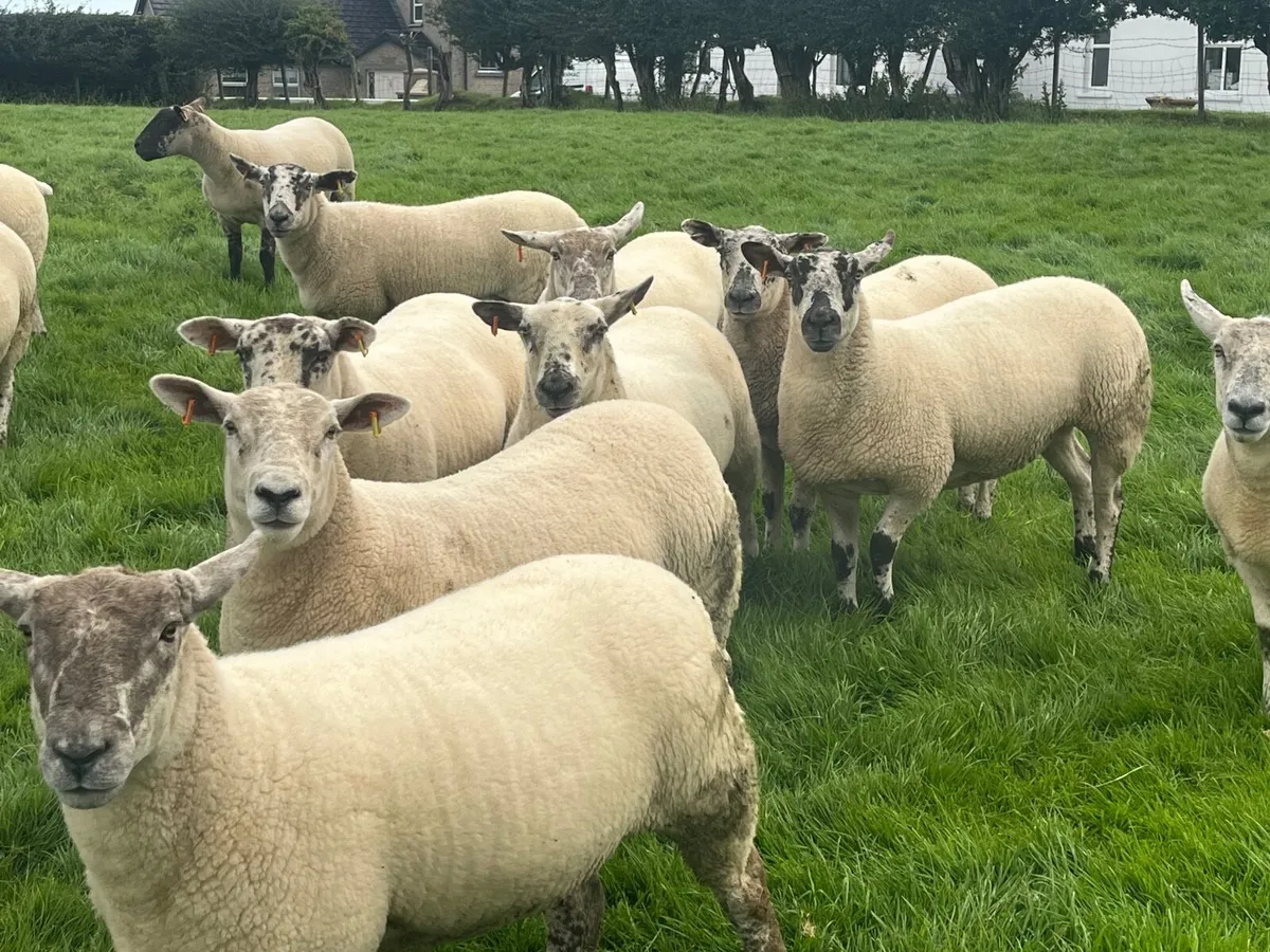 Texel & Suffolk Cheviot Hoggets - Image 4