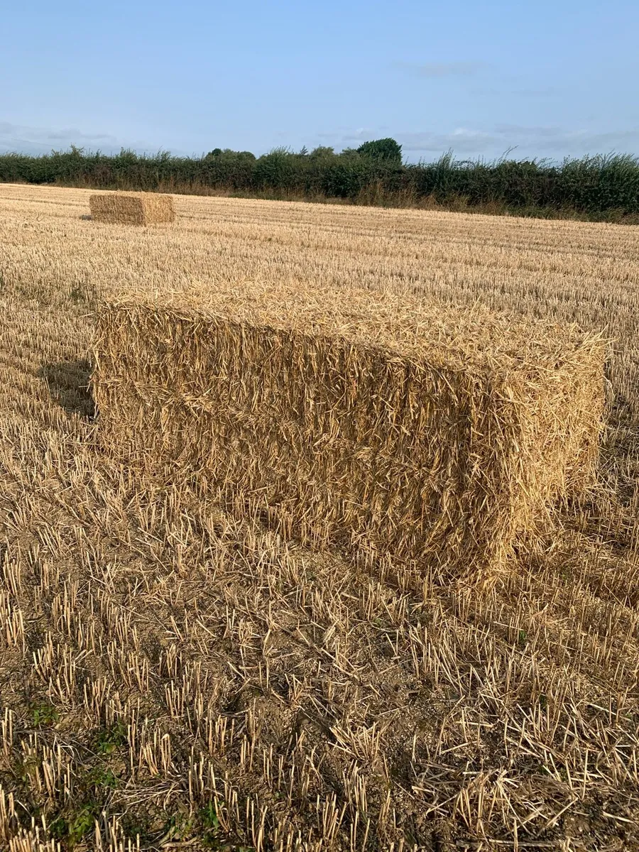 Wheaten straw