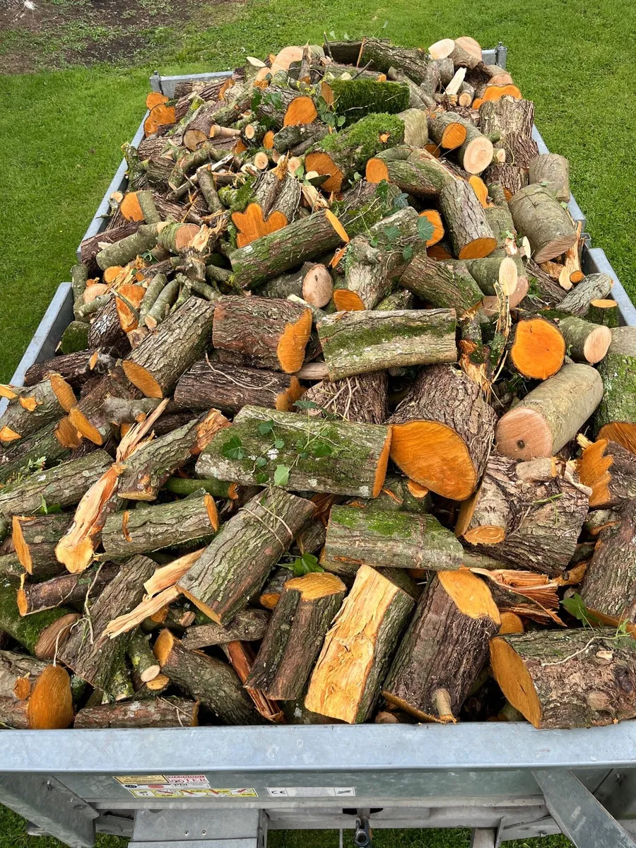 Whitethorn and ash firewood - Image 2