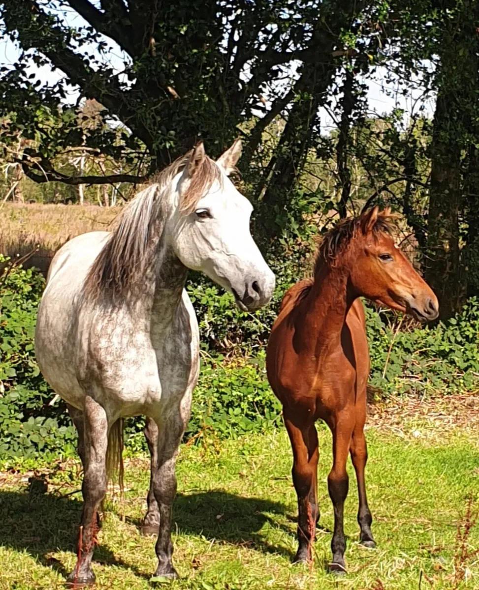 Connemara mare and foal - Image 1