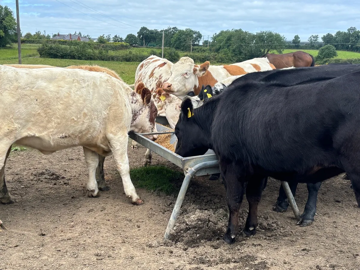 20 weanlings Carlow mart Monday 11th - Image 2